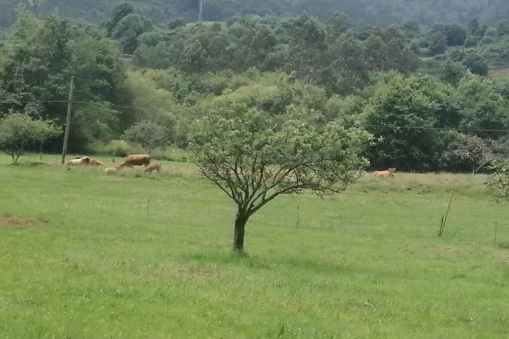 Apartamento En Casa Rural Con Amplio Jardin A 5 Min De La Playa Situacion Inmejorable La Riera  Buitenkant foto