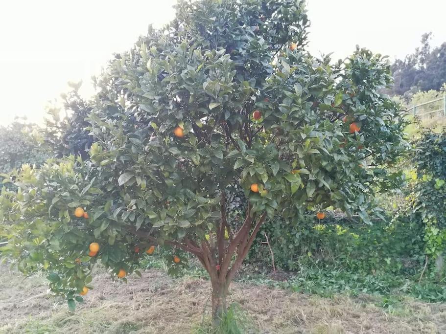 Apartamento En Casa Rural Con Amplio Jardin A 5 Min De La Playa Situacion Inmejorable La Riera  Buitenkant foto